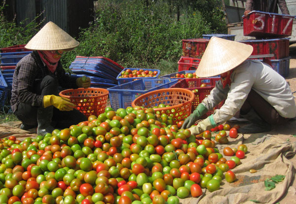 Các sản phẩm nông nghiệp ứng dụng công nghệ cao tại Lâm Đồng ngày càng khẳng định vị thế cạnh tranh. (Ảnh: Thu mua cà chua ở Đơn Dương)