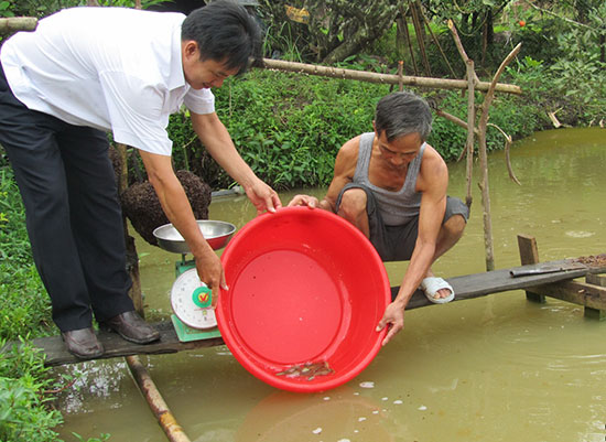 Một người dân nuôi cá chạch bùn tại Đạ Huoai