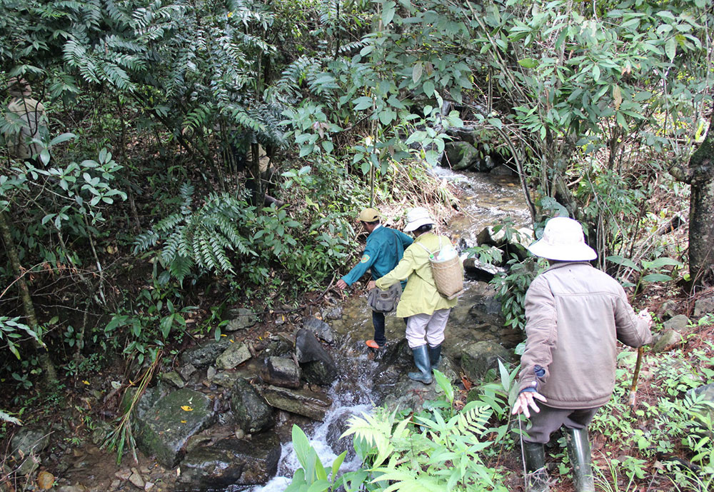 Băng suối cùng các tổ viên đi kiểm tra rừng