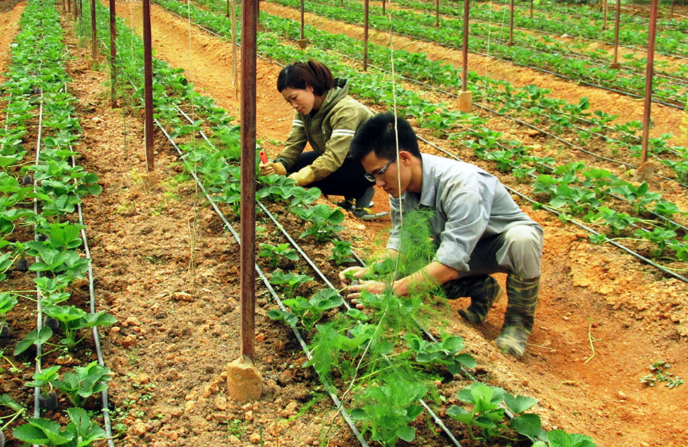 Trang trại rau hữu cơ Jan’S đang trở thành mô hình mẫu chuyển giao kỹ thuật sản xuất đến hơn 10 nông hộ trên địa bàn huyện Lạc Dương. Ảnh: V.Việt