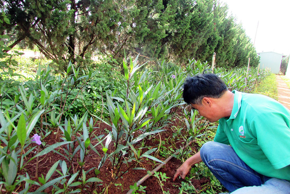 Trồng cây làm hàng rào sinh học bảo vệ môi trường trồng rau hữu cơ khu vực Trang trại Thiên Sinh. Ảnh: V.Việt