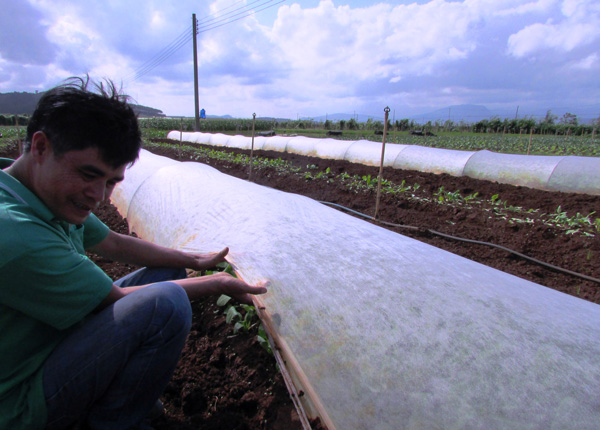 Sản xuất rau hữu cơ trong chuỗi nhà kính mini ngoài trời ở xã Ka Đơn, huyện Đơn Dương. Ảnh: V.Việt