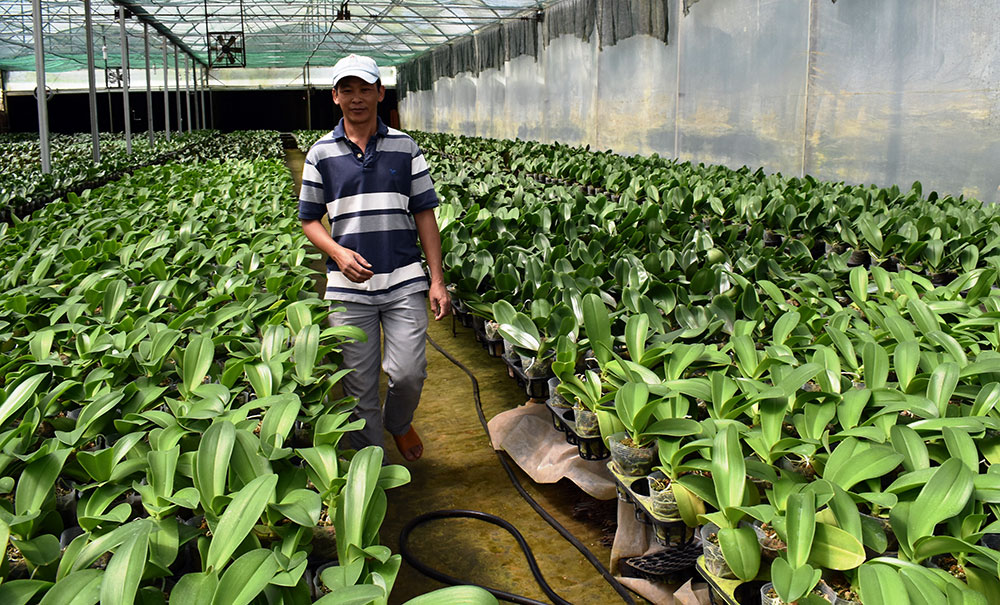 60.000 chậu lan hồ điệp của Trang trại Nguyễn Phú Sơn sản xuất theo hợp đồng mua hoa Tết Nguyên đán năm 2019. Ảnh: V.V