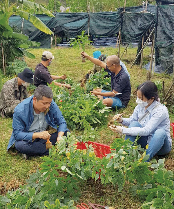 Sâm Ngọc Linh trồng thành công tại huyện Lạc Dương với kết quả thu hoạch đáng kể ban đầu