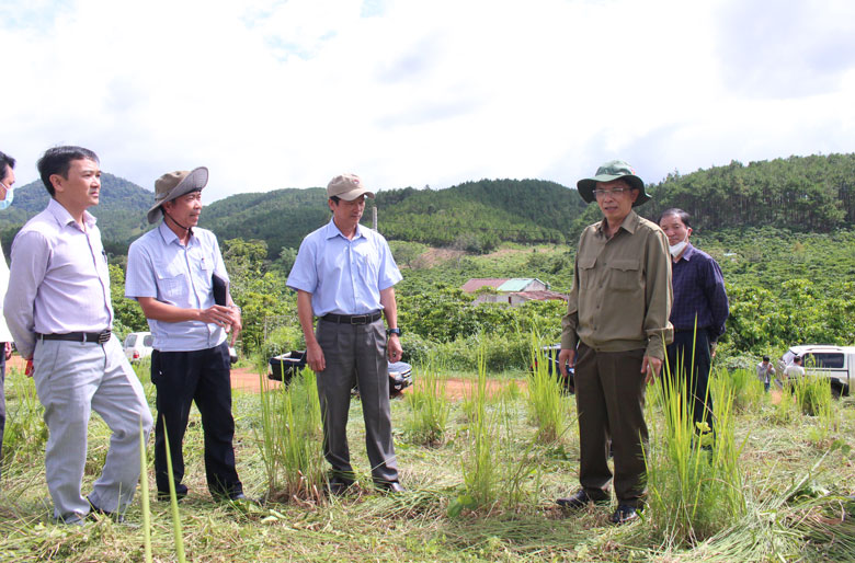  Phó Chủ tịch UBND tỉnh Lâm Đồng Đặng Trí Dũng kiểm tra thực địa tại Tiểu khu 411, xã Lộc Phú, huyện Bảo Lâm