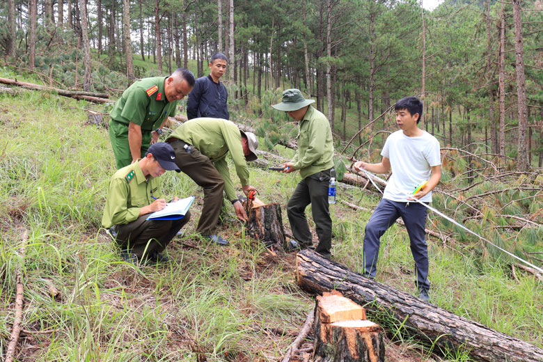 Lực lượng chức năng khám nghiệm hiện trường vụ rừng thông ở Tiểu khu 144B bị cưa hạ trái phép