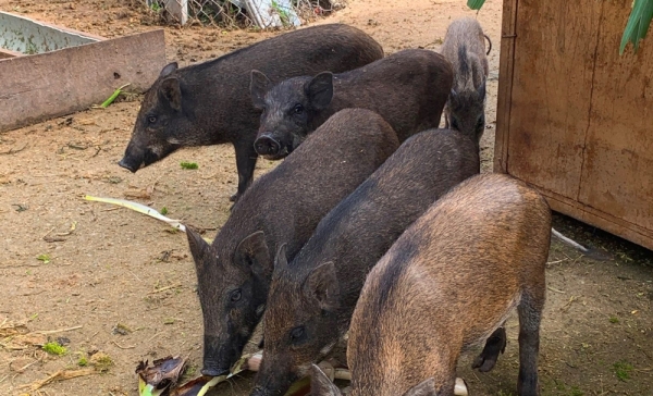 Nỗ lực ngăn chặn lây lan dịch tả lợn Châu Phi tại Lạc Dương