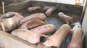 Cảnh báo dịch tả lợn Châu Phi tại Lâm Đồng