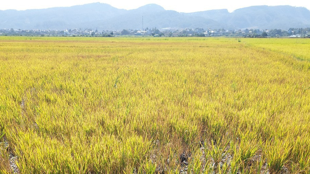 Đức Trọng: Hàng chục ha lúa Đông Xuân bị khô hạn