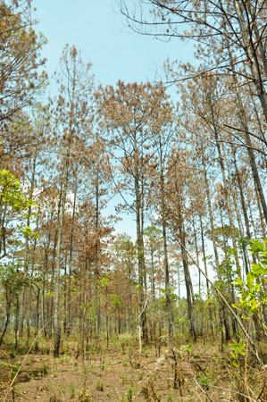 Bảo vệ rừng có chuyển biến tích cực nhưng vẫn còn “nóng bỏng”