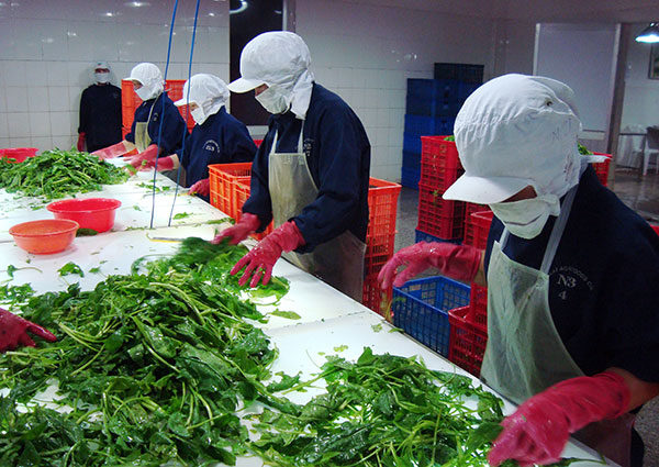 Người lao động được thu hút vào làm việc tại các cơ sở chế biến nông sản