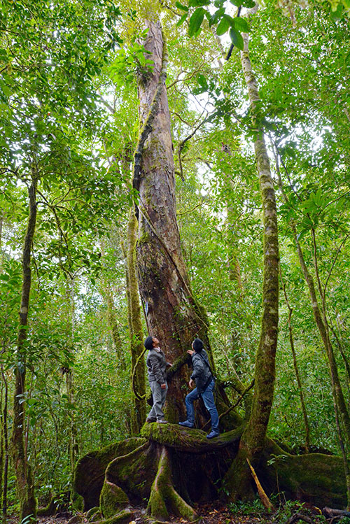 Cây Bạch Tùng cổ thụ ngàn năm tuổi trong Vườn quốc gia Bidoup