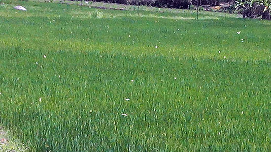 Bướm vàng dày đặc bay qua cánh đồng Cil Mup