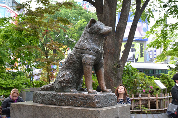 Pho tượng chú chó trung thành Hachiko.Ảnh: H.NGUYÊN