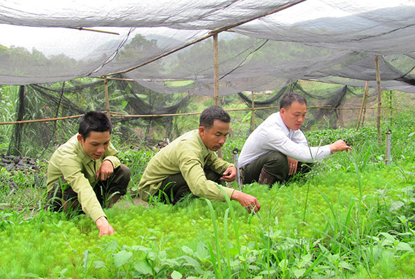 Anh Đặng Văn Giang (ngoài cùng bên trái) cùng đồng nghiệp chăm sóc vườn ươm trong rừng sâu