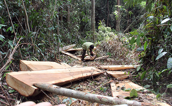Mức độ thiệt hại rừng phòng hộ tại Bảo Lâm là rất nghiêm trọng