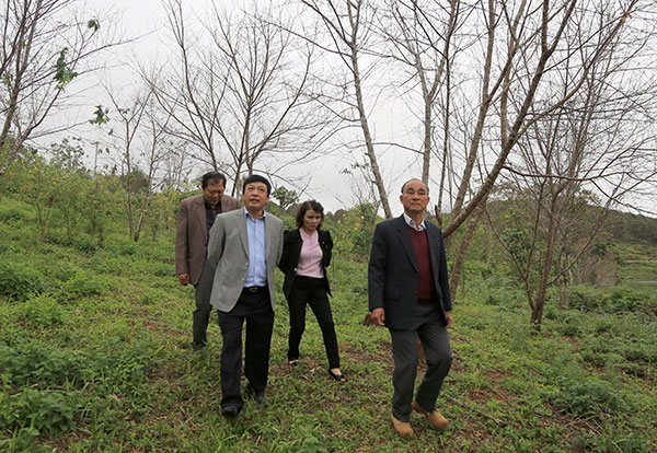 Chủ tịch UBND tỉnh Đoàn Văn Việt cùng lãnh đạo các ban ngành và địa phương trực tiếp thị sát hoa anh đào Đà Lạt trong KDL Hồ Tuyền Lâm