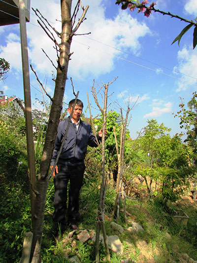 Hàng cây anh đào yoshino Nhật Bản đưa về đợt 2 đang phát triển khả quan ở Thung lũng Hoa đào Mười Lời Đà Lạt