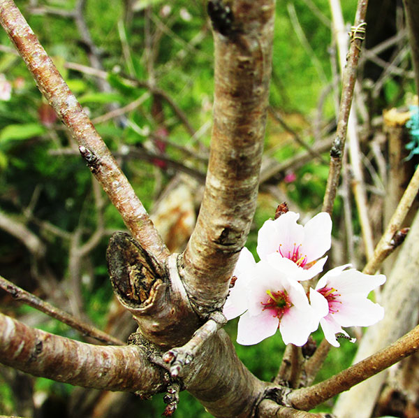 Hoa đào yoshino Nhật Bản vào mùa hoa nở tháng 3 tại Thung lũng Hoa đào Mười Lời Đà Lạt