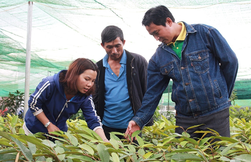 Thanh Loan là người trực tiếp phụ trách sản xuất cây giống và tư vấn cho khách hàng. Ảnh: H.Thắm