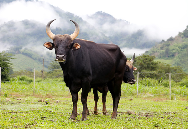 Bò tót lai F1 hiện đang được nuôi tại vùng đệm VQG Phước Bình đã phối giống thành công với bò nhà. Ảnh: C.THÀNH
