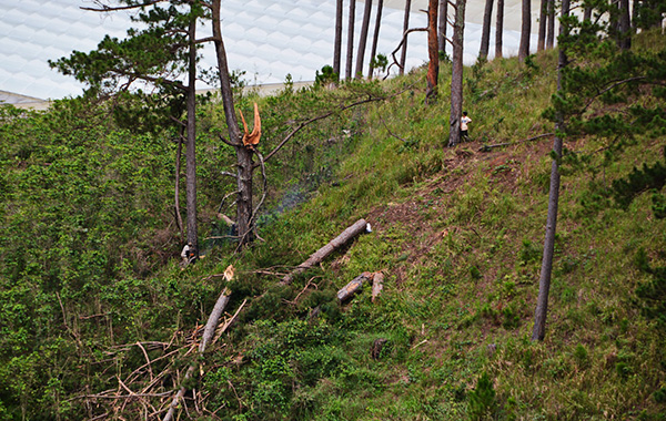 Ngăn chặn kịp thời một vụ phá hoại rừng thông