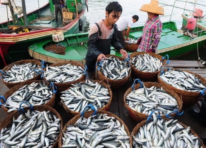 Nhiều loại hải sản đã xuất hiện trở lại tại vùng biển miền Trung. Ảnh: Internet