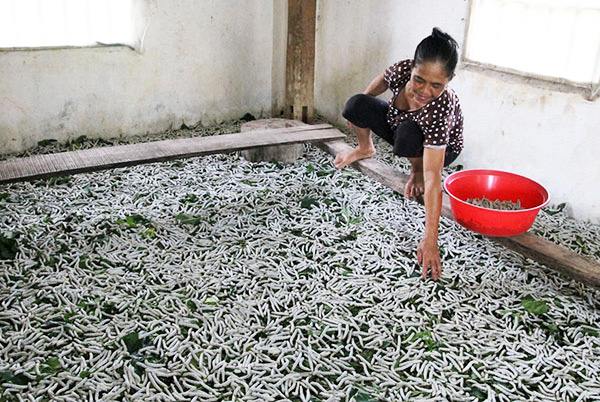 Nhờ phát triển nghề trồng dâu nuôi tằm đúng hướng, đem lại nguồn thu nhập khá cho nông dân tại xã Đạ Pal (huyện Đạ Tẻh). Ảnh: H.Sang
