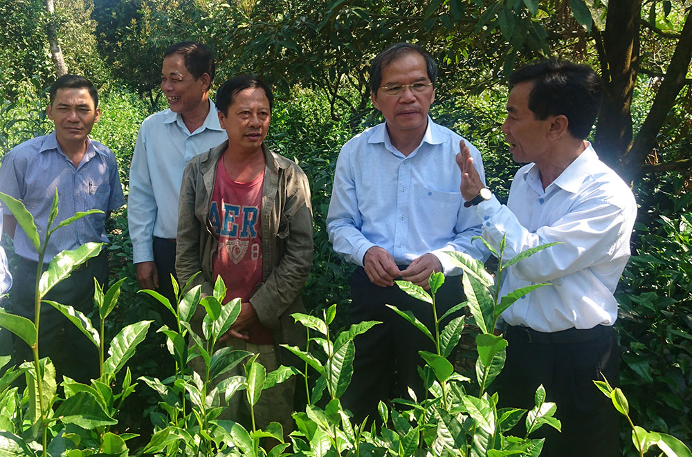 Đồng chí Nguyễn Xuân Tiến, Uỷ viên Trung ương Đảng, Bí thư Tỉnh ủy Lâm Đồng khảo sát tại mô hình trồng chè dưới tán cây ăn quả tại xã Phước Lộc