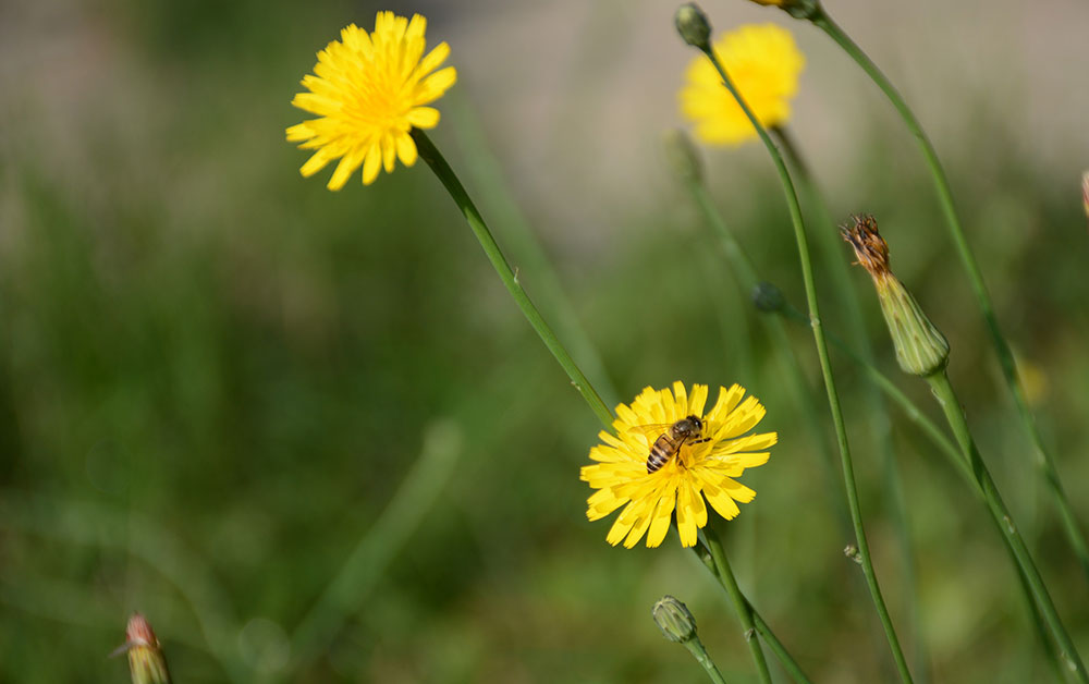 Mỗi bông hoa như một một mặt trời bé xíu, gọi lũ ong về hút mật