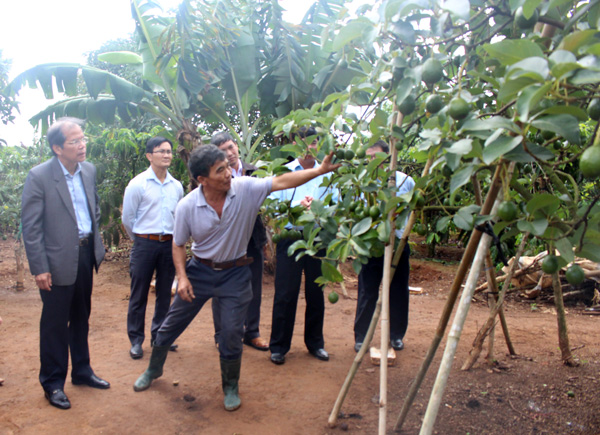 Đoàn tìm hiểu về quy trình trồng bơ của hộ ông Phan Thanh Tuấn
