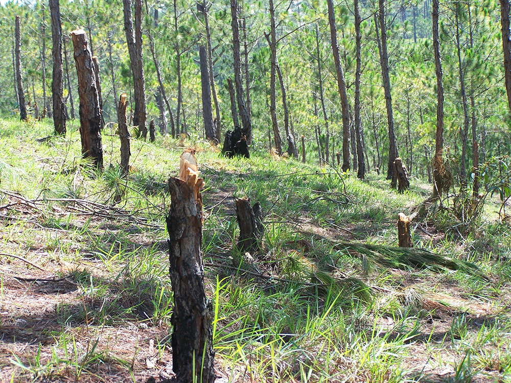 Chủ tịch UBND tỉnh Đoàn Văn Việt chỉ đạo xử lý dứt điểm các vụ phá rừng, hủy hoại rừng có dấu hiệu hình sự