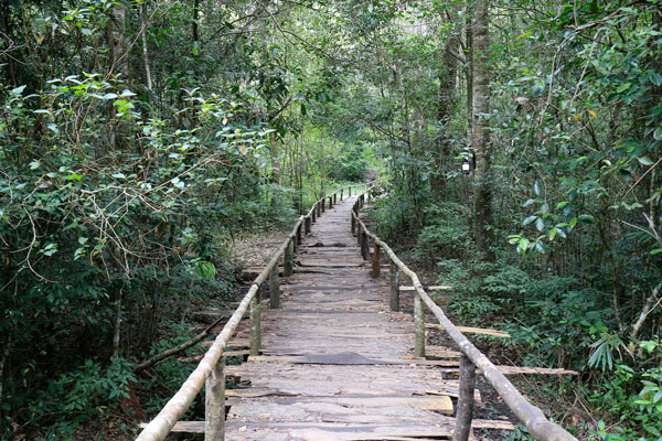 Cầu gỗ đưa khách vào phim trường xuyên qua rừng nguyên sinh