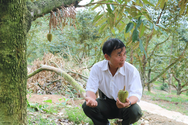 Người dân trồng sầu riêng đang rất lo lắng vì trái non rụng hàng loạt