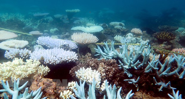 Rạn san hô Great Barrier, Australia