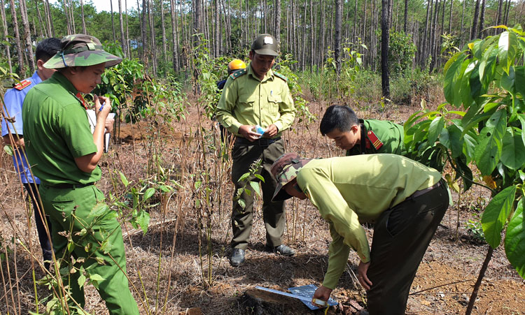 Cơ quan chức năng kiểm tra tại một khu vực rừng cộng đồng bị phá trồng cây nông nghiệp