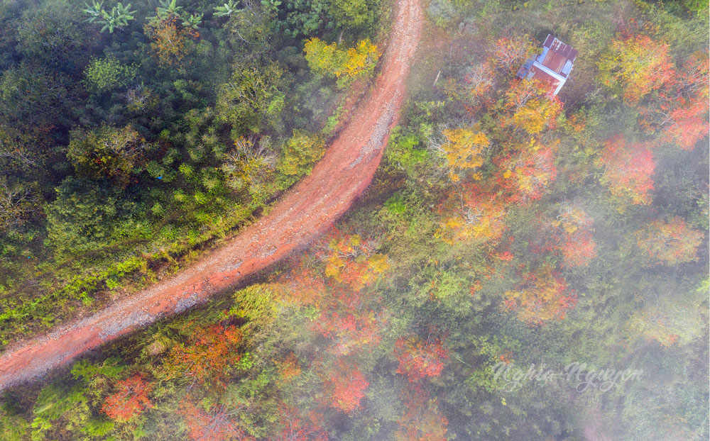 Đà Lạt có lẽ là nơi hiếm hoi trên dải đất hình chữ S được thiên nhiên ban tặng sắc đỏ quyến rũ của những ngày giao mùa.