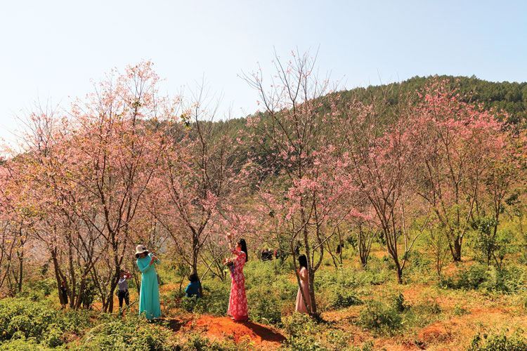 Hoa đào khoe sắc ở Khu Du lịch hồ Tuyền Lâm