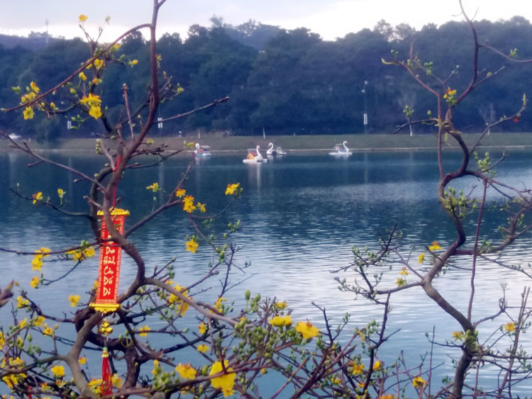 Dưới hồ du khách thong dong, trên bờ hoa Mai vàng tưng bừng đón Tết