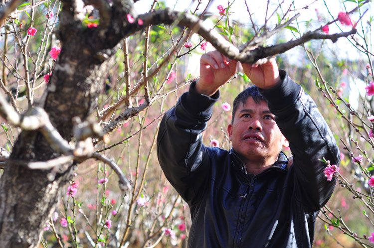 Vườn đào cổ của gia đình anh Bùi Văn Sang, 46 tuổi, (con trai của cố nghệ nhân Bùi Lời) ở phường 4, thành phố Đà Lạt với hơn 900 gốc giống hồng đào, bích đào, bạch đào, thất thốn...