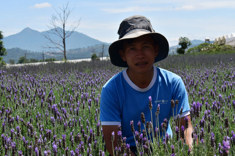 Lavender nở rộ ở Trang trại Pibo Đà Lạt
