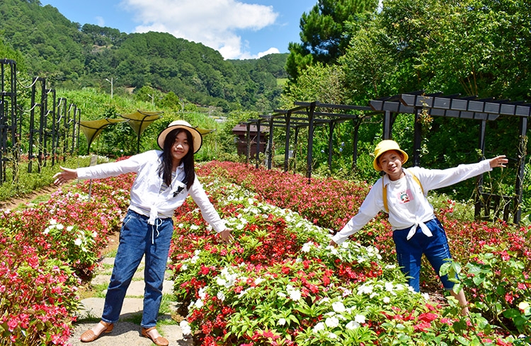 Hoa Nhật Bản ở F - Cánh đồng hoa Đà Lạt