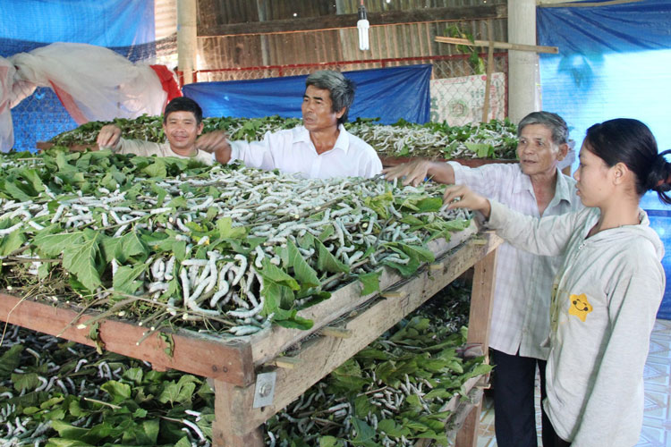 Người dân thị trấn Đạ Tẻh phát triển nghề trồng dâu nuôi tằm. Ảnh: Khánh Phúc