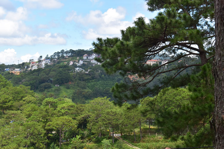 Đến năm 2030, tỷ lệ che phủ rừng ở Lâm Đồng phấn đấu đạt khoảng 56%