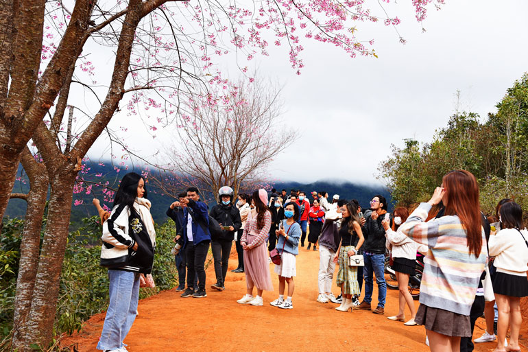 Du khách tham quan rừng mai anh đào tại núi Langbiang, huyện Lạc Dương