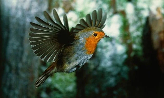 Ở chim di cư, Cyrptochrome có liên quan đến khả năng cảm nhận từ trường bí ẩn.