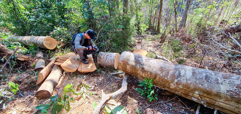 Chấn chỉnh công tác quản lý, bảo vệ rừng