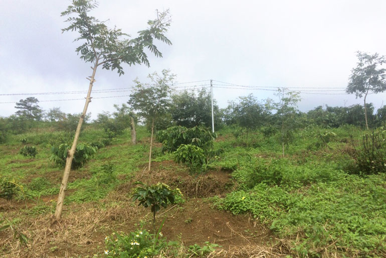 Đất giao khoán 135 của Ban QLRPH Phi Liêng không trồng rừng hoặc trồng các loại cây công nghiệp, hoa màu