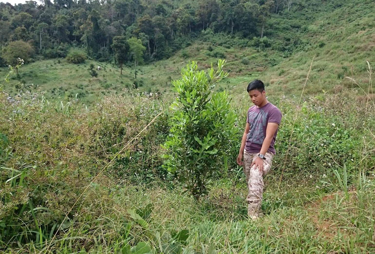 Từ năm 2016 đến nay, Công ty TNHH Hoàng Anh Maca trồng khá nhiều diện tích cây mắc ca góp phần tăng tỷ lệ che phủ rừng trên địa bàn huyện Lâm Hà
