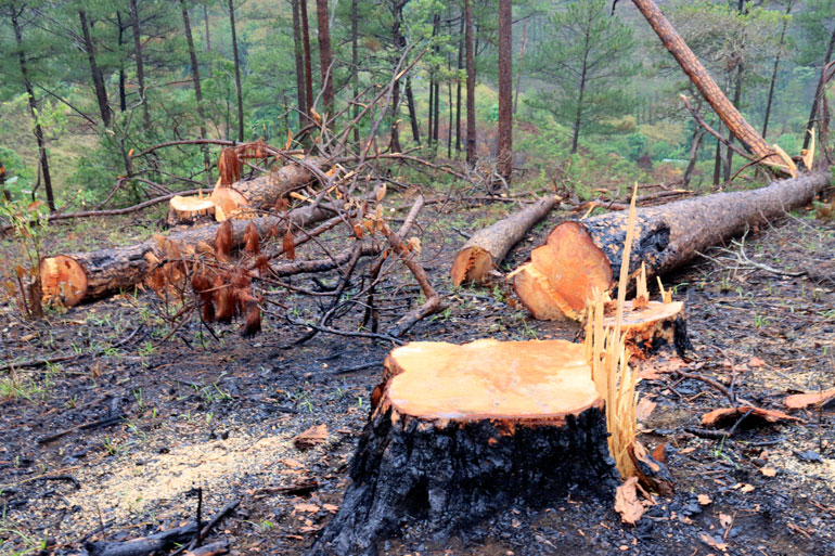 Nhiều doanh nghiệp chưa lập hồ sơ thuê rừng